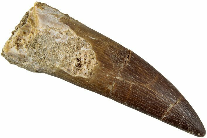Fossil Plesiosaur (Zarafasaura) Tooth - Morocco #237585